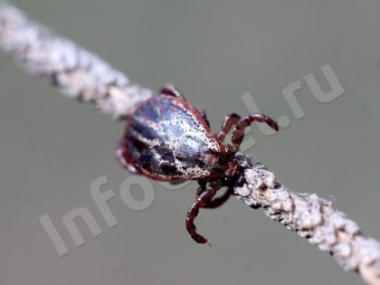 В регионе зарегистрировано 6 случаев заболевания  иксодовым клещевым боррелиозом