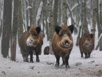 Еще один очаг АЧС вскрыли в Орловской области