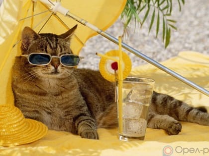 Орловцам пообещали тридцатиградусную жару