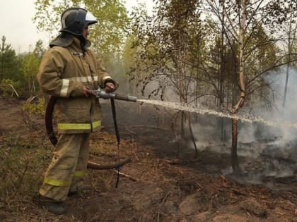 В Рослесхозе предварительно оценили ущерб от лесных пожаров 2022 года