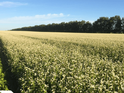 Орловская область вошла в число лидеров по производству гречихи