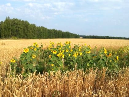 Стали известны условия выдачи агростартапов