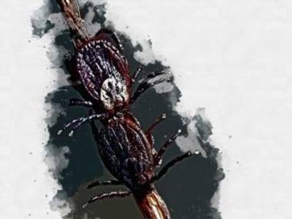 В Орле через неделю могут приступить к обработке парков и скверов от клещей