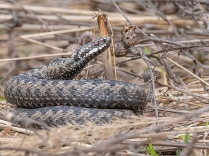 Осторожно! На Орловщине проснулись гадюки!