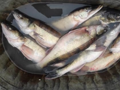 Орловцам пояснили, почему замедлился рост цент на молоко и рыбу