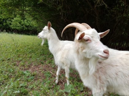 Оспа овец растекается по Орловской области?