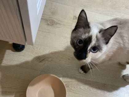 Лекарства для животных будут продавать по рецепту