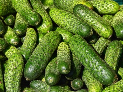 Орловщина впервые отправила за границу свежие огурцы