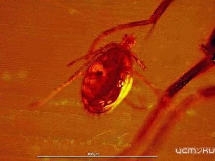 Клещи покусали более 1600 жителей Орловской области