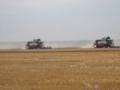 Щедрость орловского хлебного поля