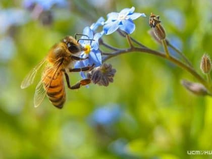 В Орле открылась выставка, посвященная пчеловодству