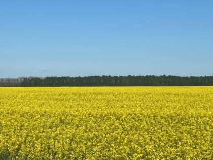 Орловским аграриям помогут с мелиорацией