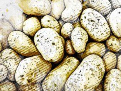 Коварный рак может поразить орловский картофель