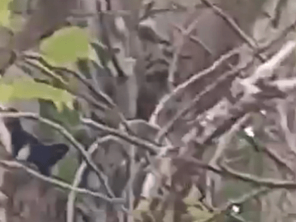 Сотрудники МЧС провели операцию по спасению кота