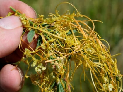 На Орловщине установили новые фитокарантинные зоны