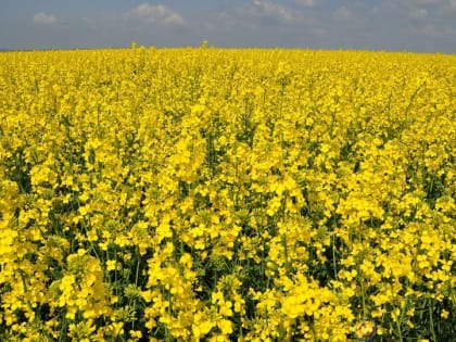 В Белоруссию из Орловской области экпортировали более 6 тысяч тонн рапса
