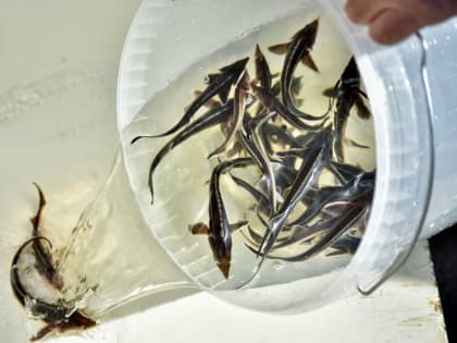 Орловской области обещали кластер по водным биоресурсам