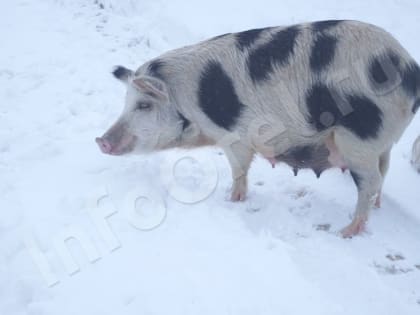 Держите козла на привязи, а корову – в стойле: каких животных нельзя выгуливать в городе