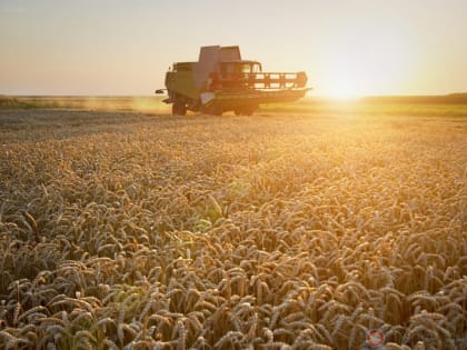 Орловская область лидирует по урожайности кукурузы в России
