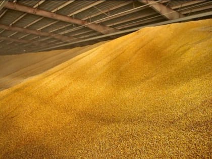 Тысячи тонн «недостоверного» зерна нашли на Орловщине