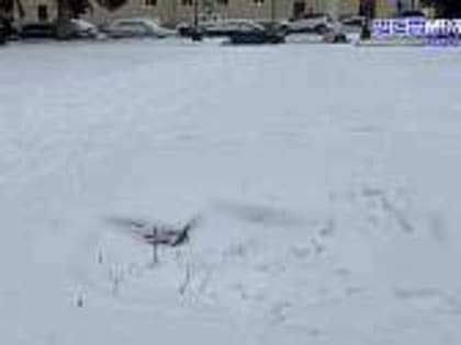 Тихий сквер Маяковского стал предметом юридических баталий. Орловские общественники опасаются, что место для отдыха превратится в очередную торговую площадку