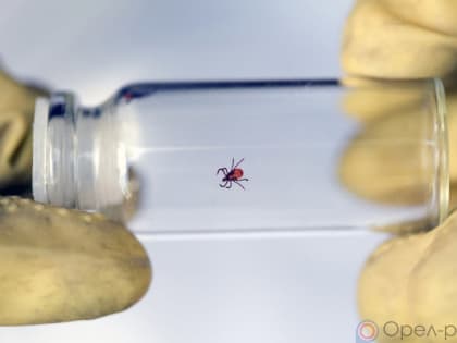 Более 470 орловцев пострадали от укусов клещей