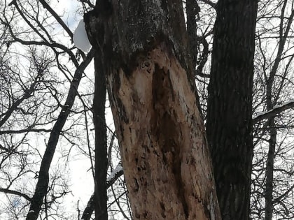 В Орловском регионе пройдут санитарные рубки