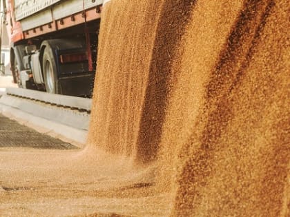Курская область отправила за рубеж более 930 тысяч тонн зерна и продуктов переработки