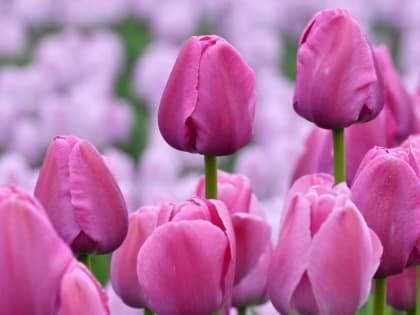 Леонид Музалевский: Дорогие, милые женщины! От всей души поздравляю вас с праздником весны, любви, надежды!