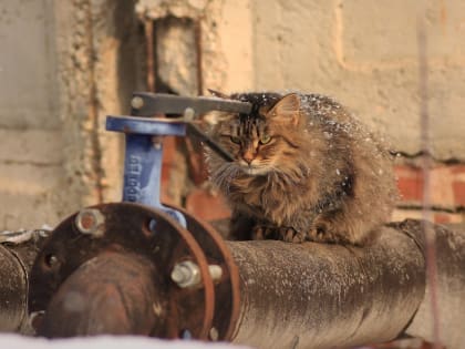 В Орловской области прокуратура проверит организацию теплоснабжения