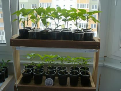 Хороший урожай начинается с хорошей рассады