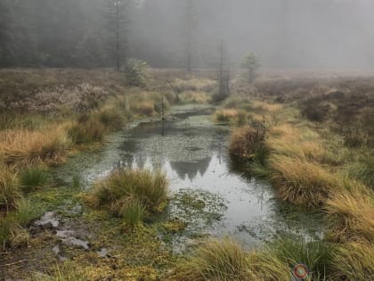В Орле спасатели достали мужчину из трясины