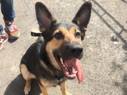 Орловскую фирму наказали за собак без привязи