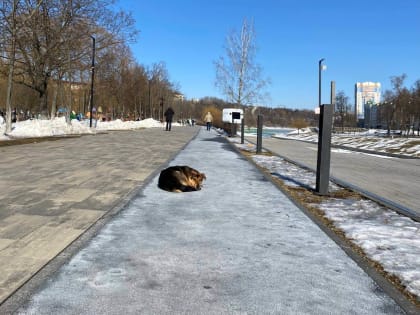 В Орле продолжают распределять полномочия по бродячим собакам