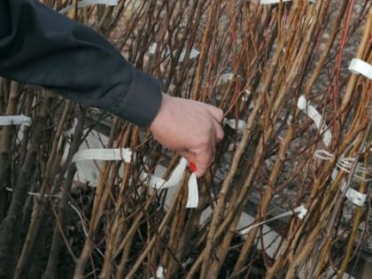 Иностранные саженцы тщательно проверили в Орле