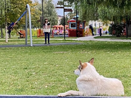 Под Орлом запретили возвращать собак на рынки и в больницы