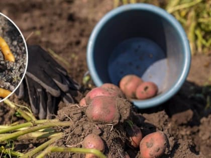 Как избежать появления проволочника на участке