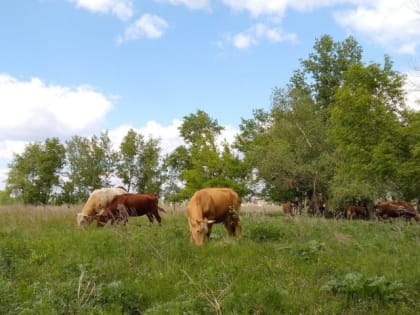 Орловцев призвали не скрывать болезни животных