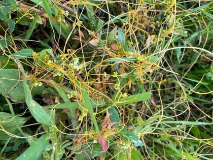 Угроза сельскому хозяйству: повилика расползается по Орловской области