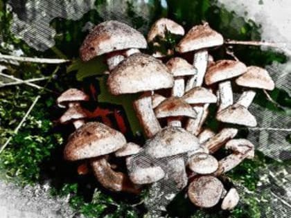 Орловские инфекционисты рассказали, почему опята называют природным антибиотиком