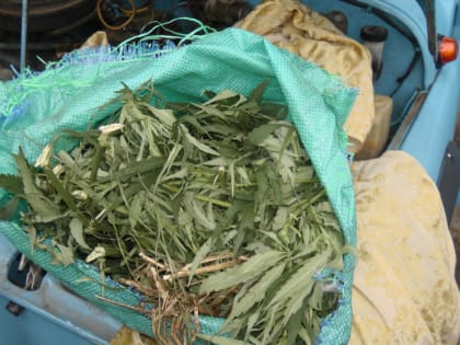 У жителя Сосковского района на чердаке нашли марихуану