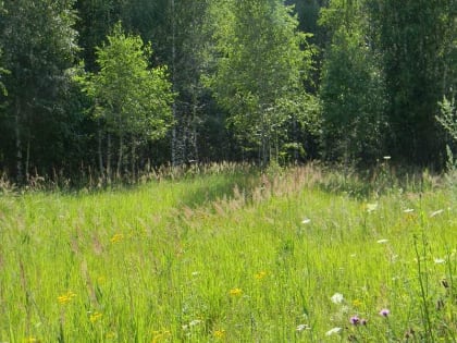 В лесу под Орлом всю ночь искали грибника