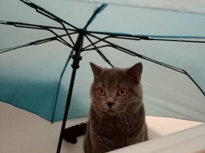 МЧС предупредило о сильном ветре