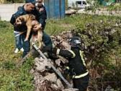 Мценские спасатели вытащили из опасного котлована собаку