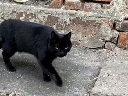 Очаг бешенства зафиксирован в Орловской области