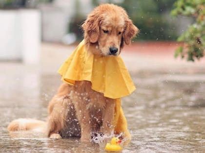 Погода в Орле: Теплые дни и дождливые ночи