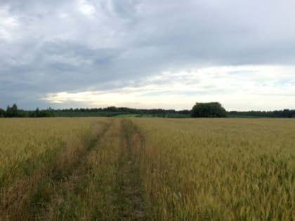 Гречки хватит на всех: Орловщина в лидерах по производству