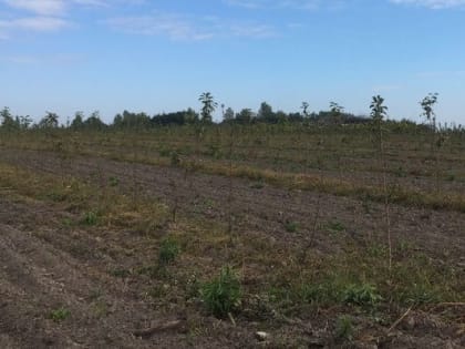 На Орловщине заложили интенсивный яблоневый сад