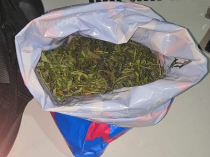 У жителя Ливенского района полицейские изъяли более 240 граммов конопли