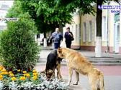 Госдума приняла закон о праве регионов самим решать, что делать с бездомными животными, в школе на ул. Зеленина продолжаются работы. Об этом и не только смотрите в рубрике "Эк